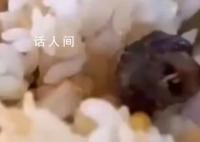 吃了被老鼠污染的食物怎么辦?