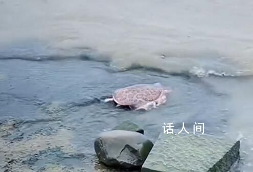 外來生物美國珍珠鱉被放生太湖 又見無知人員放生外來物種