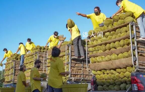 榴蓮大降價單價重回30元一斤 首批國產(chǎn)榴蓮將迎樹上熟