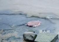 外來生物美國珍珠鱉被放生太湖 又見無知人員放生外來物種