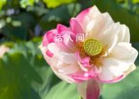 罕見的粉白相間荷花 在綠葉的襯托下顯得清新脫俗
