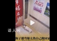 狗狗嫌天熱自己坐電梯回家 特別搞笑