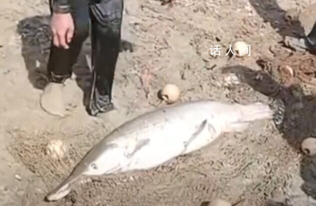 50斤重鱷雀鱔藏匿水庫一年偷魚吃 園區已將這條鱷雀鱔無害化處理