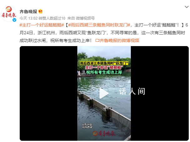 西湖現三條鰱魚同時成功躍過水閘 祝所有考生成功上岸