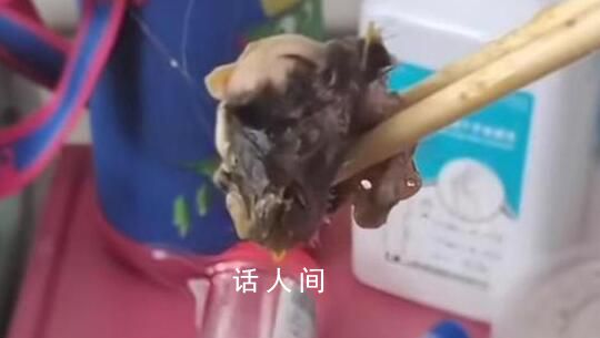 官方:重慶一醫(yī)院食堂異物確為鼠頭
