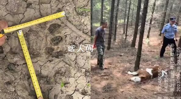 牛犢被咬死現(xiàn)場留巨大爪痕 警方及時趕赴現(xiàn)場勘驗