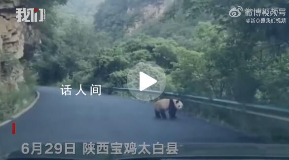 陜西居民駕車途中偶遇淡定大熊貓 背影十分可愛