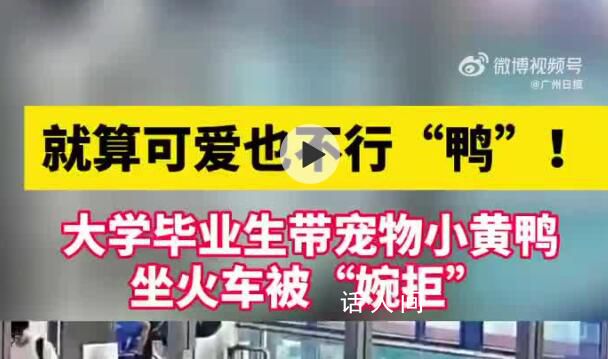 大學(xué)畢業(yè)生帶小黃鴨坐火車被拒 就算可愛也不行鴨