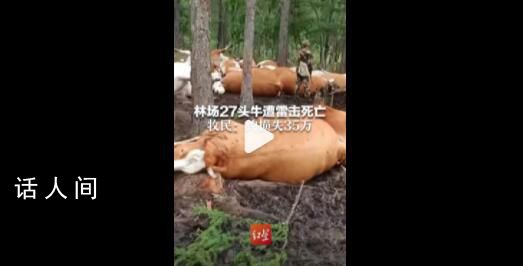 內蒙古一林場27頭牛被雷擊死亡 當晚雷雨加冰雹約損失35萬