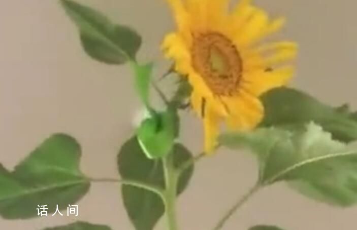 女子花盆里種出2.5米高向日葵 網友：這是房頂的極限不是它的極限