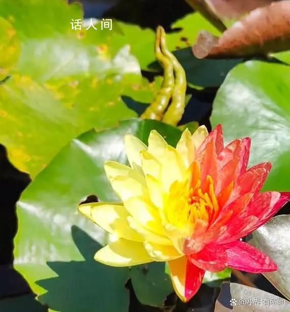 成都一公園開出紅黃對稱雙色睡蓮 引起了廣泛的關注和熱議