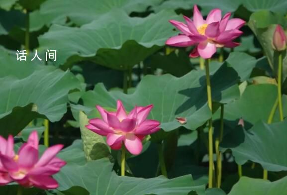 今日小暑 意味著很快將進入更熱的三伏天