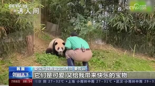 旅韓大熊貓愛寶有新寶寶啦 飼養員為愛寶開啟晝夜陪護模式