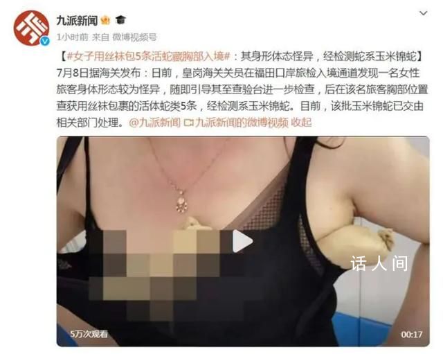 女子用絲襪包5條活蛇藏胸部入境 玉米錦蛇多少錢一只