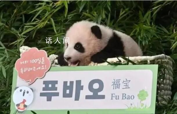 上萬韓國人競聘和大熊貓相關(guān)崗位 最終每4540人中只有1人能競聘上崗
