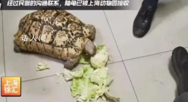 小區驚現40厘米陸龜散步 屬于國際野生動植物貿易公約附錄二的物種