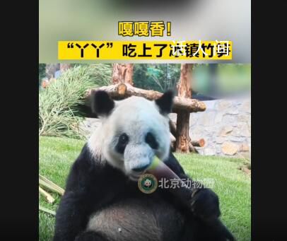 丫丫大口吃冰鎮竹筍 丫丫是肉眼可見的胖了