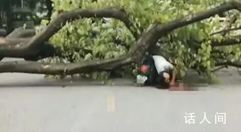 校方回應(yīng)教師被樹砸中身亡 學(xué)校正在處理中
