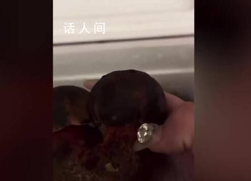 女子切野生菌時嗦手指致中毒 目前已恢復健康