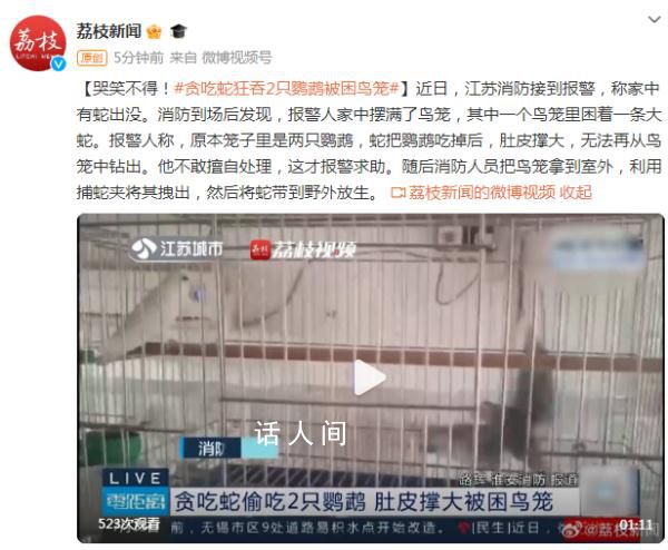 “貪吃蛇”吞下2只鸚鵡被困鳥(niǎo)籠 蛇的肚子太大