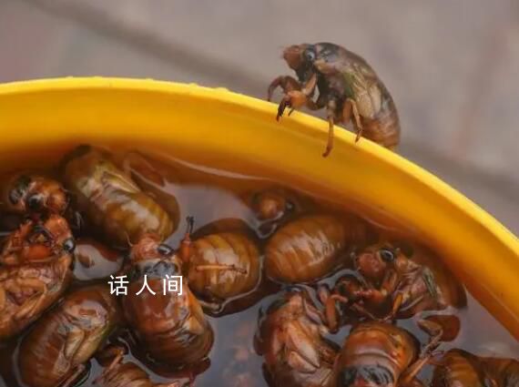 抓知了賣260元一斤10天賺萬(wàn)元 有網(wǎng)友評(píng)論稱太貴