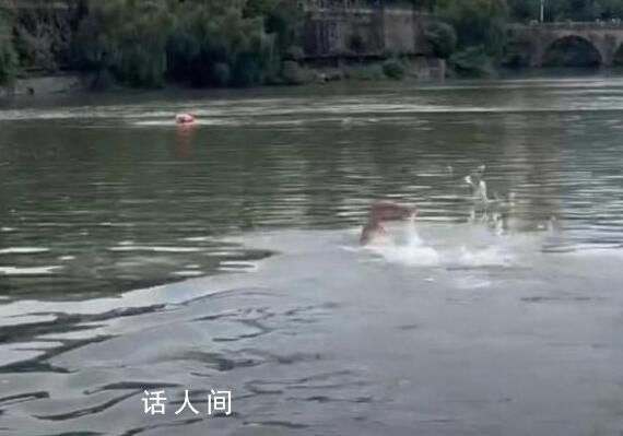 46歲“中國蛙王”跳河救起落水者