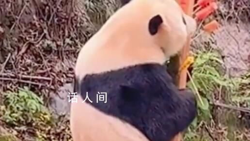 熊貓渝寶站起來吃水果 大長腿矚目