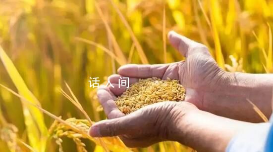 奮力夯實糧食安全根基 著力打造高產樣板區強化農業基礎設施建設