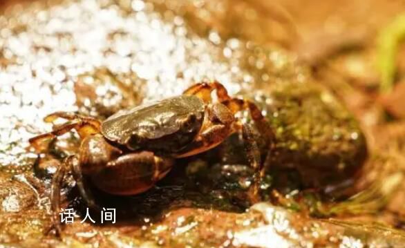 廣西一17歲少年發現新物種 華石蟹屬由3種擴增到5種
