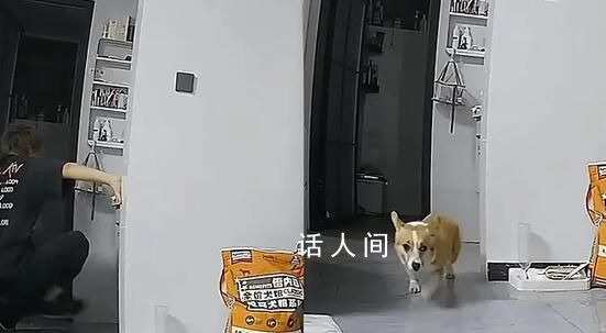 女子看監控發現男友虐狗果斷分手 出門不到10分鐘愛犬被連踹數腳