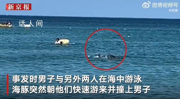 六旬老人被海豚撞成骨折并被啃傷 警方呼吁民眾戲水時若看見海豚務必主動保持距離