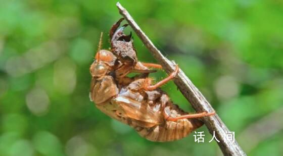 任意抓知了破壞生態(tài)?專家:不會(huì)