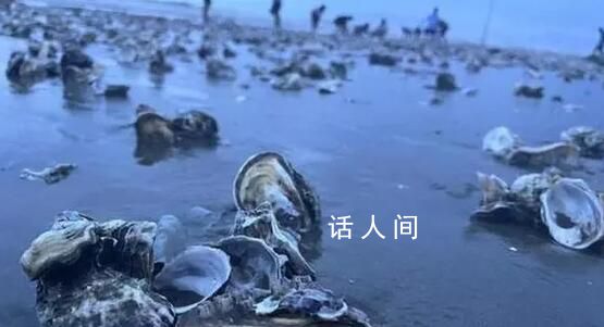 臺(tái)風(fēng)天深圳一海灘出現(xiàn)大量海鮮 引發(fā)了社會(huì)各界的廣泛關(guān)注