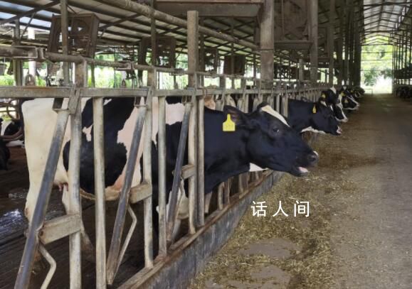 奶業(yè)“寒冬”:中小牧場(chǎng)殺牛止損