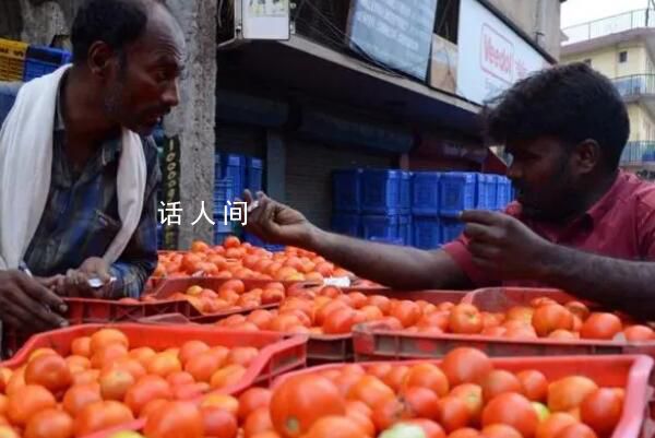 印度爆發“西紅柿之亂” 被迫把西紅柿踢出自家的菜籃子
