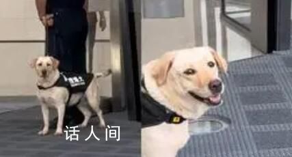 搜爆犬上下班反差 上一秒一臉嚴肅值班下一秒解開拴繩后放飛自我