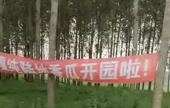 疑城管拔掉瓜田橫幅：種地不能打廣告