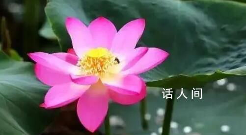 圓明園幸存的古蓮開花了 引發(fā)關注