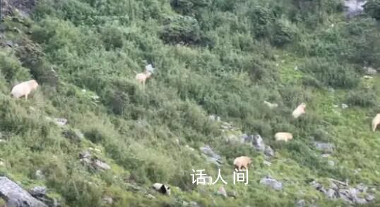 罕見!野生大熊貓與羚牛“對峙”