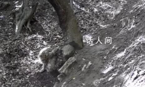 山西孝義拍到三只金錢豹同框 一處樹洞內長期積有雨水吸引金錢豹前來飲水