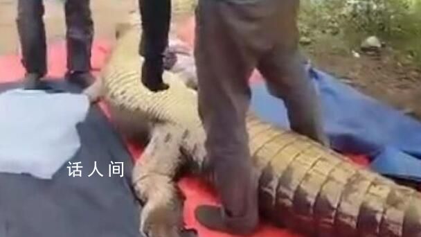 老人失蹤4天在鱷魚胃中發現遺骸 該鱷魚重約800公斤長度超過4米