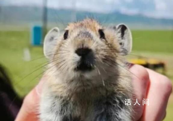 祁連山草原游客手抓鼠兔拍照 游客這些舉動有感染傳播鼠疫的風險