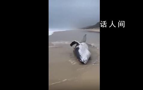 警方辟謠泉州海灘吹來鯨魚 非泉州本地沙灘