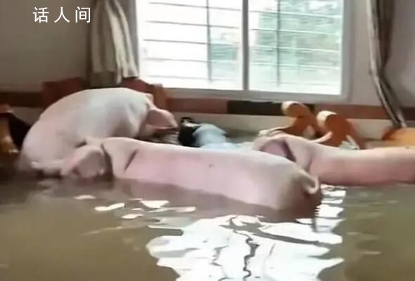 住戶一樓被水淹 竟還沖來8只肥豬