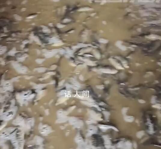 洪水過后女子家中密密麻麻全是魚 網友：根本吃不完