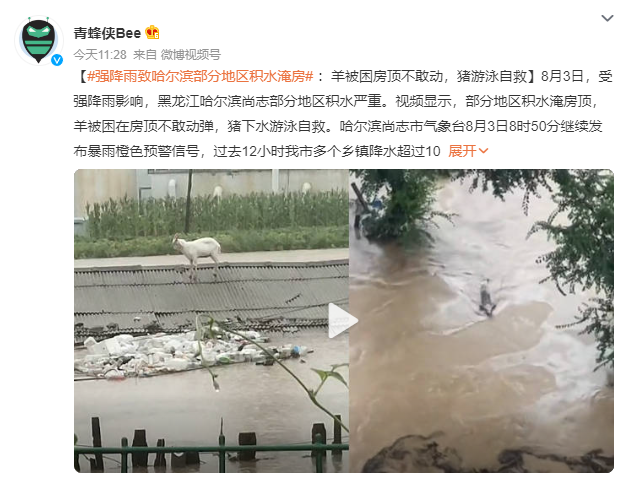 哈爾濱部分地區被淹:豬游泳自救