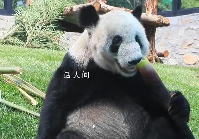 丫丫干飯名場(chǎng)面 一人一句祝丫丫生日快樂