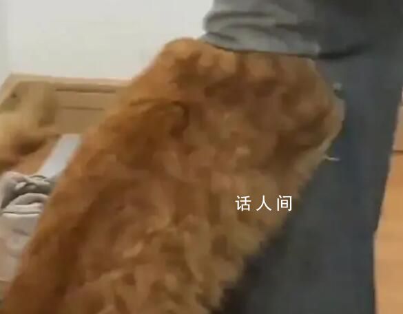 養(yǎng)貓人不適合穿破洞褲 引起了廣泛討論