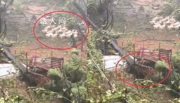 臺(tái)風(fēng)將樹連根拔起 鴨群卻紋絲不動(dòng)