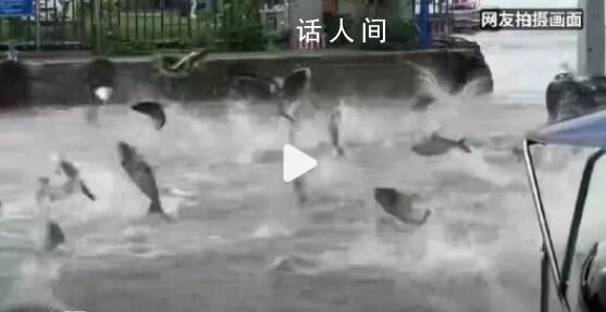 昆明滇池大面積魚群跳躍 當(dāng)?shù)匾宦毮懿块T表示會(huì)留意并進(jìn)一步跟蹤